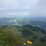 Maier - * 丰塔内拉